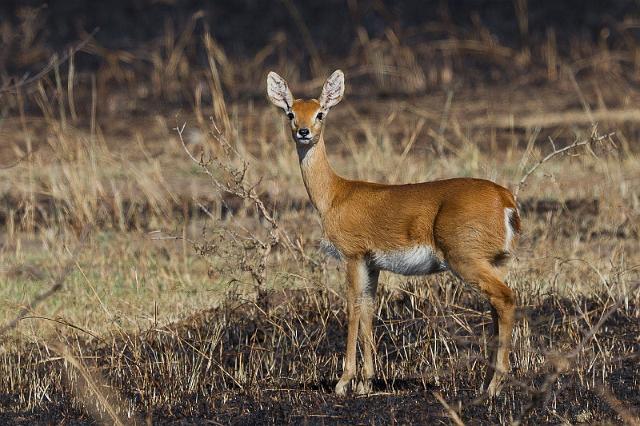 103 Tanzania, N-Serengeti, oribi.jpg